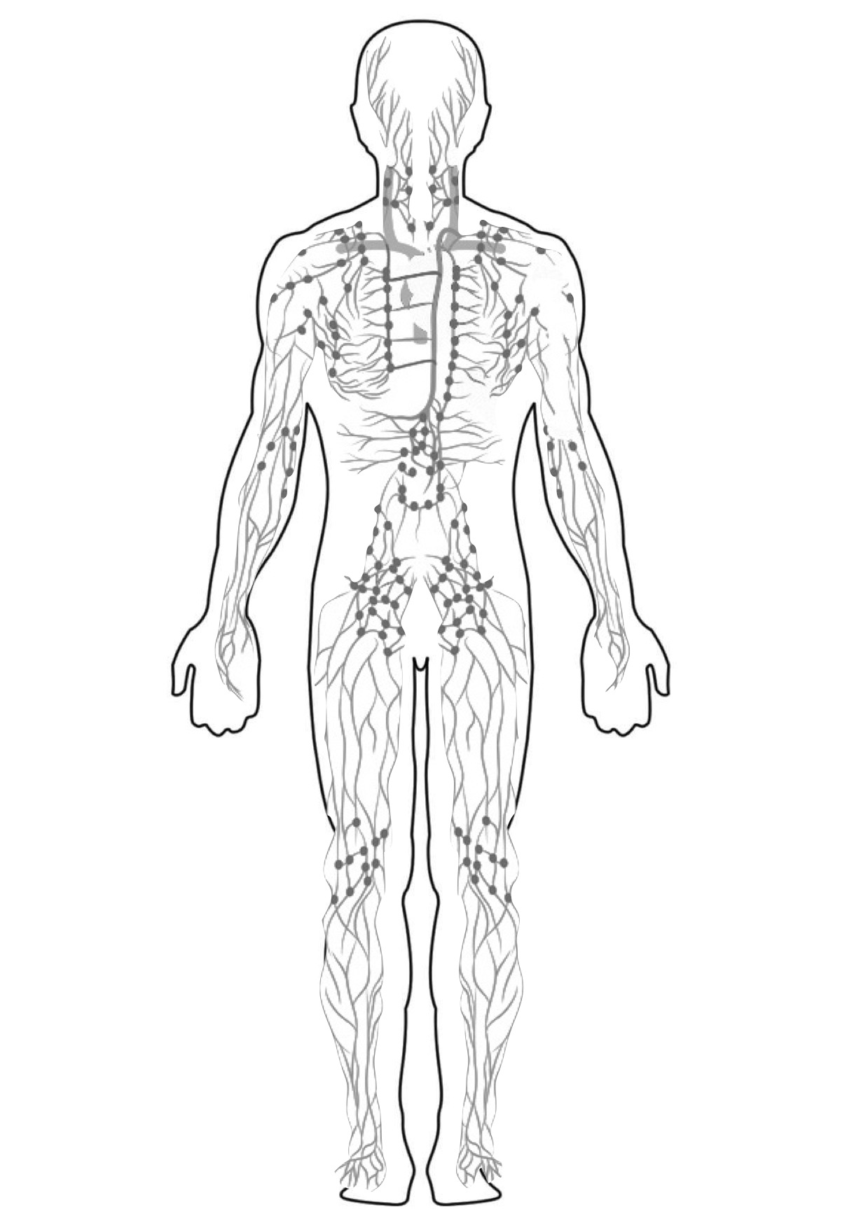 sistema linfático humano